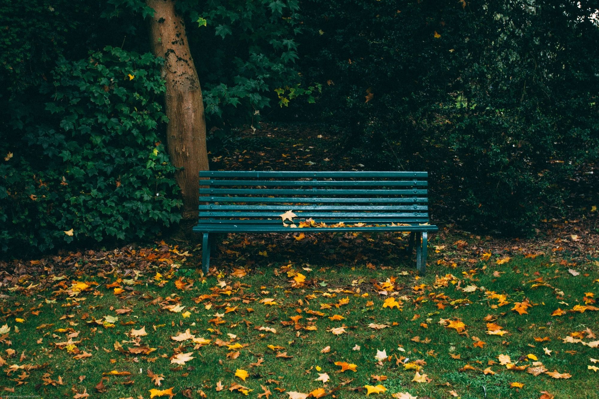 An empty park bench among fallen autumn leaves — an invitation to sit.