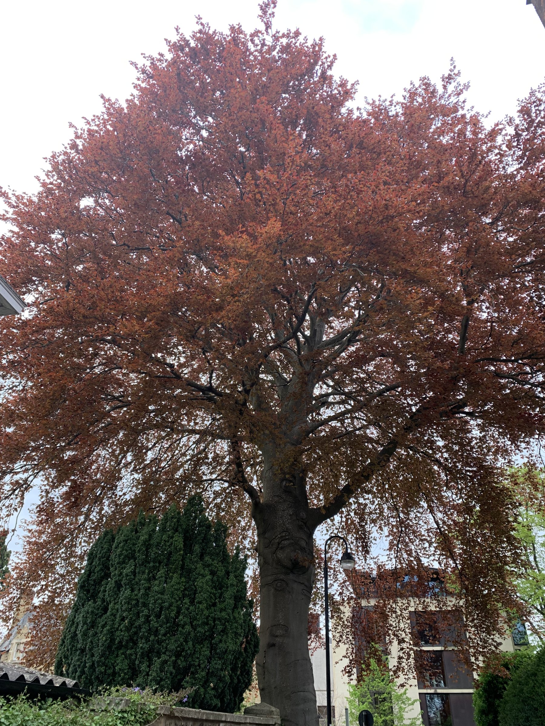 A great copper beech in full leaf, viewed from below, its canopy filling the frame against a pale sky.