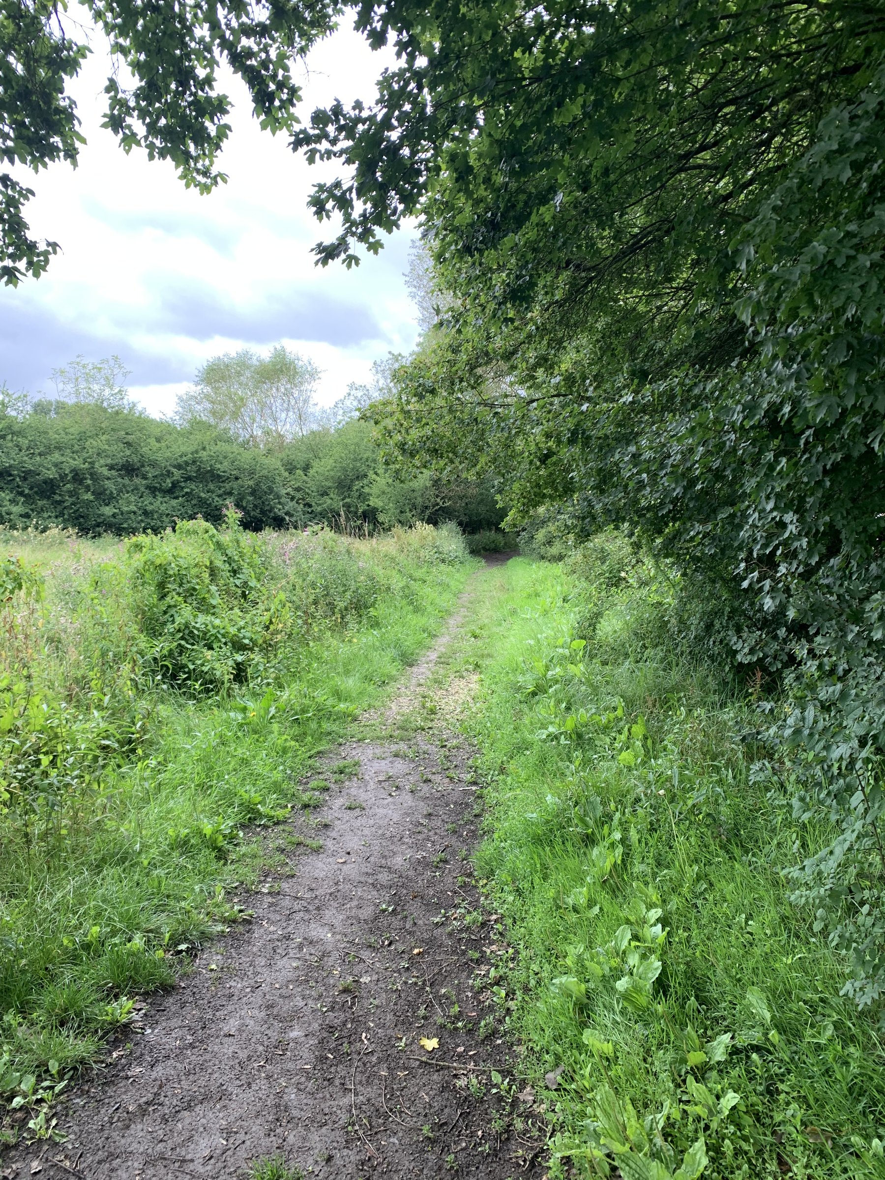 A muddy footpath winding through dense green hedgerow under an overcast sky.