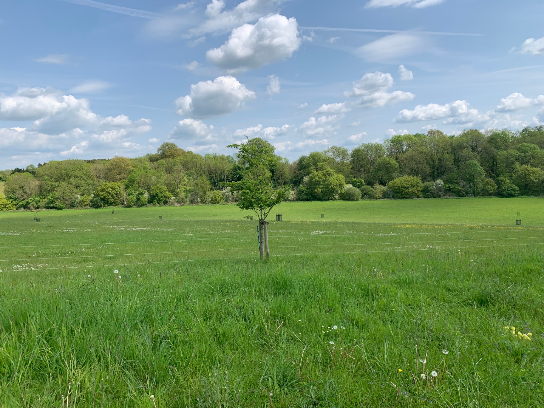 A young sapling staked alone in a wide green meadow, woodland on the horizon under a sky of summer clouds.