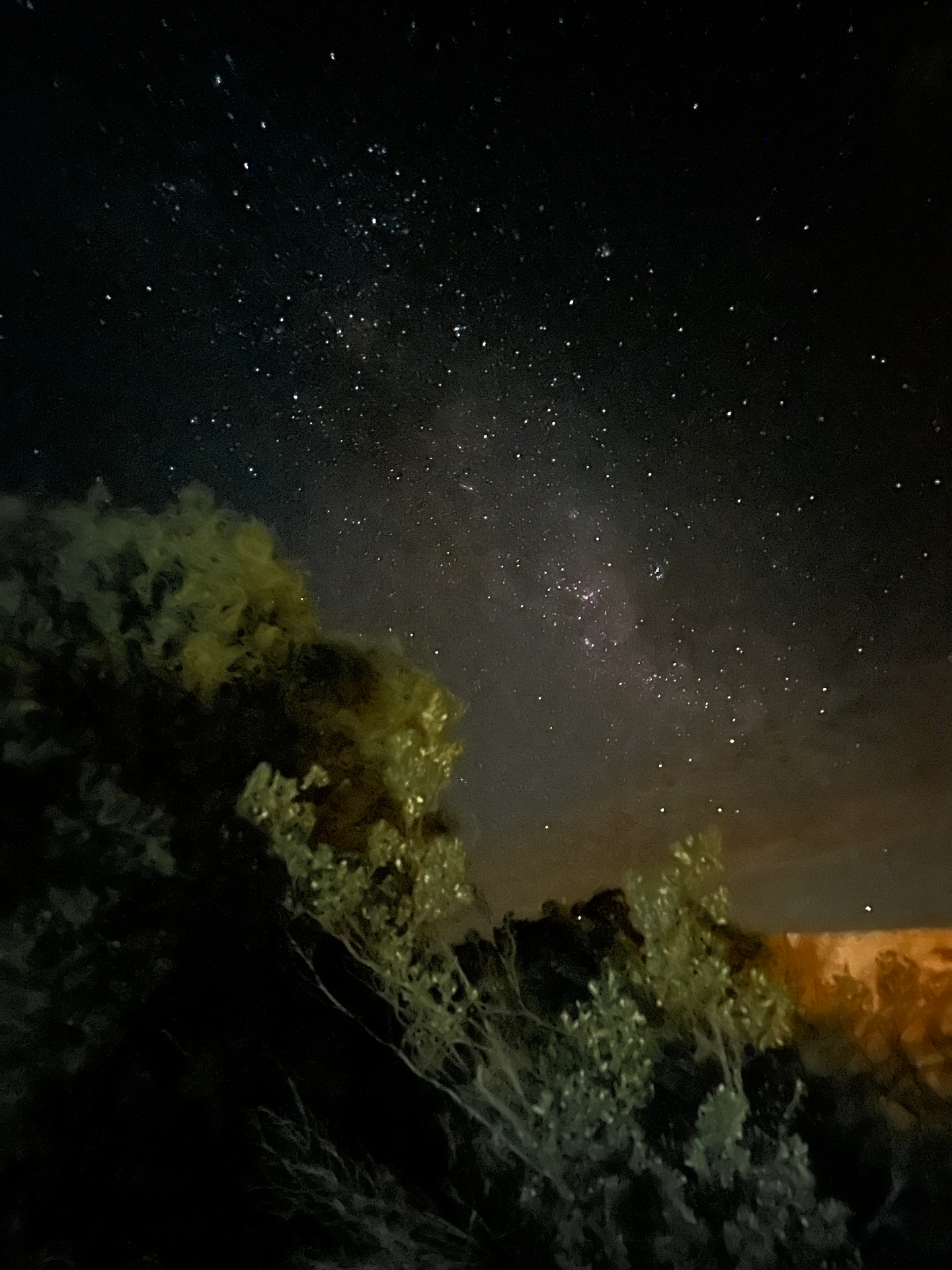 A flowering bush in silhouette under a deep black sky thick with stars, the faint band of the Milky Way overhead.
