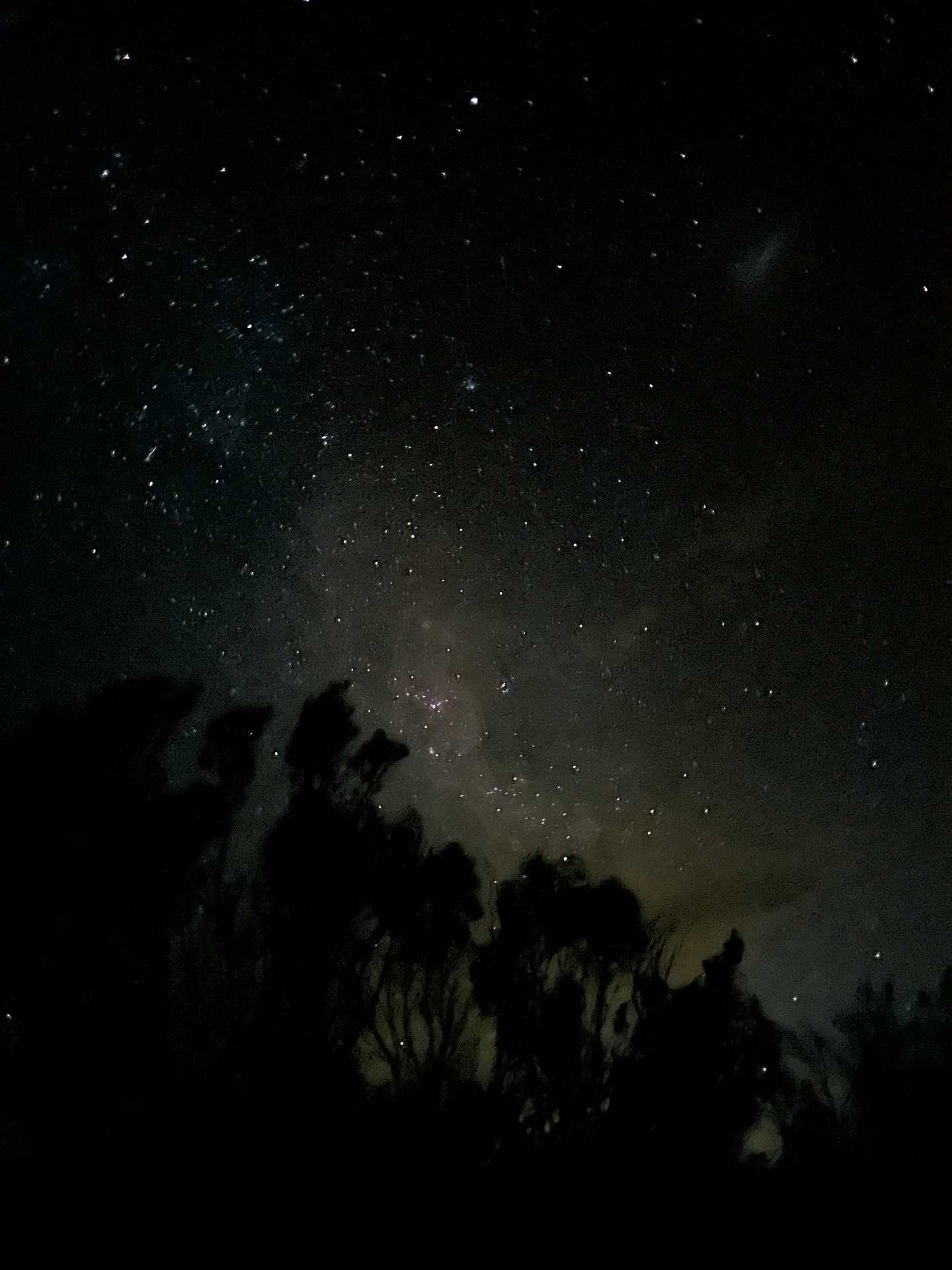 Trees silhouetted against a starry sky with the Milky Way visible above and warm ground-light glowing at the horizon.