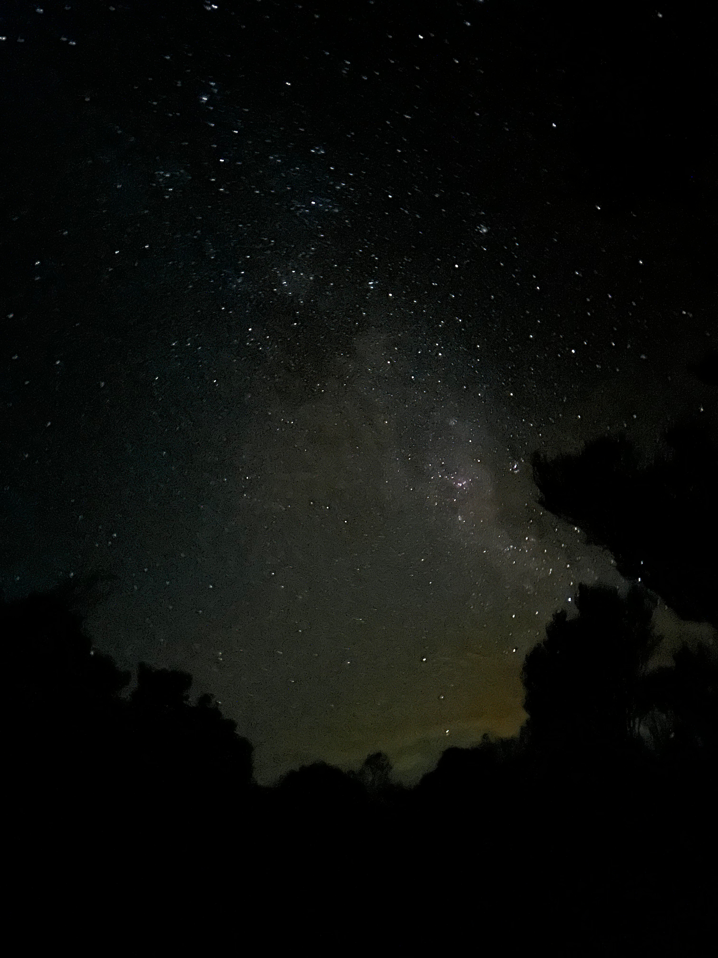 Galactic core bright on the right, dense star field across the rest of the frame, a tree leaning in from the right edge.