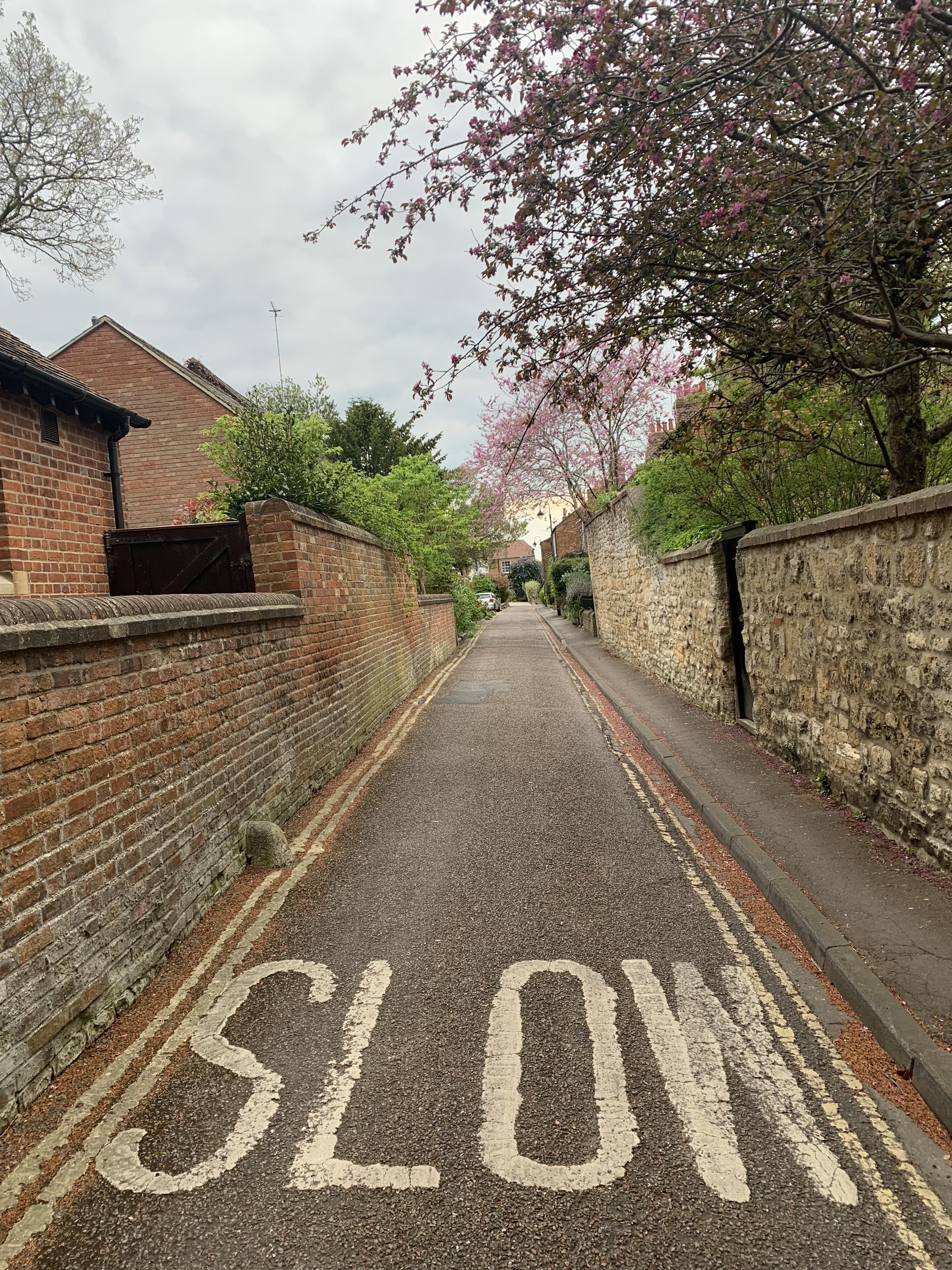 An empty walled lane in spring, the word SLOW painted in large white letters on the road, blossom overhead.