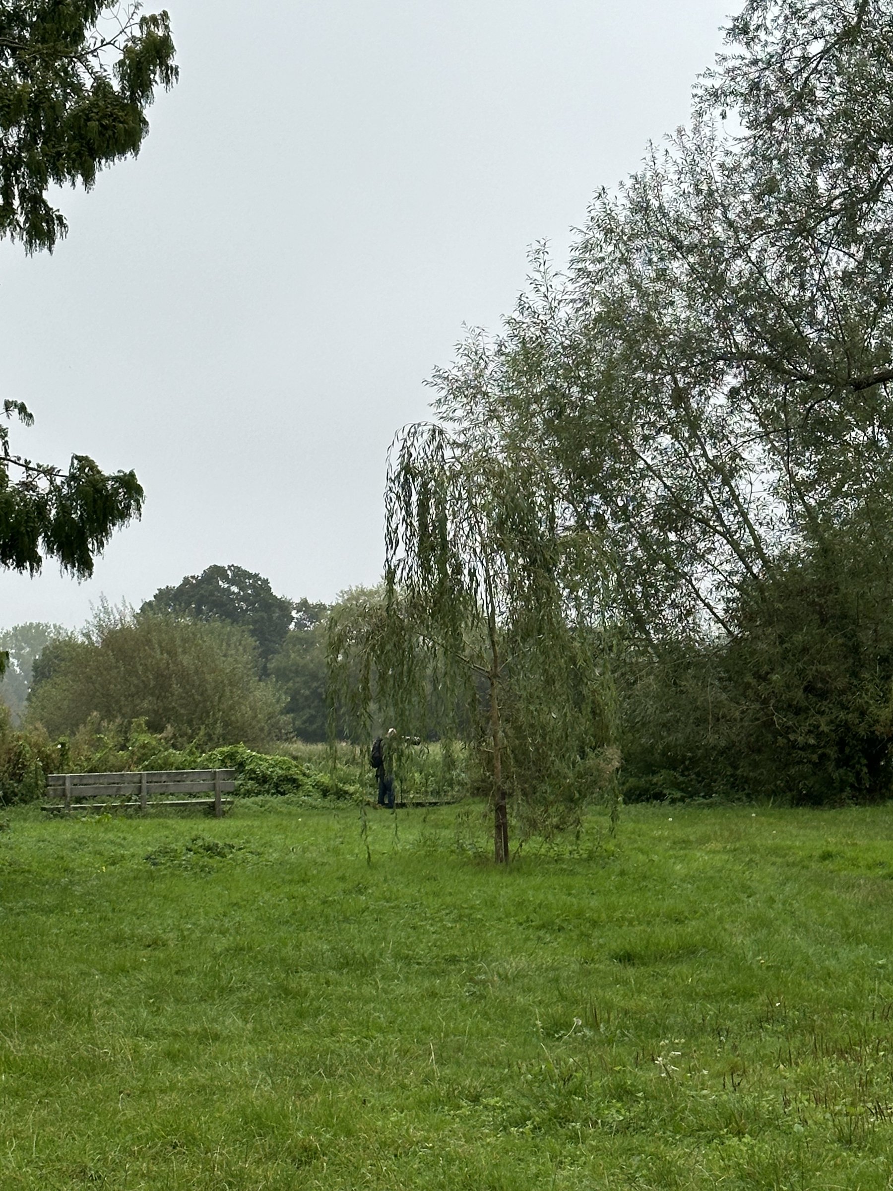 A young willow tree leaning over an empty bench in a misted green meadow.