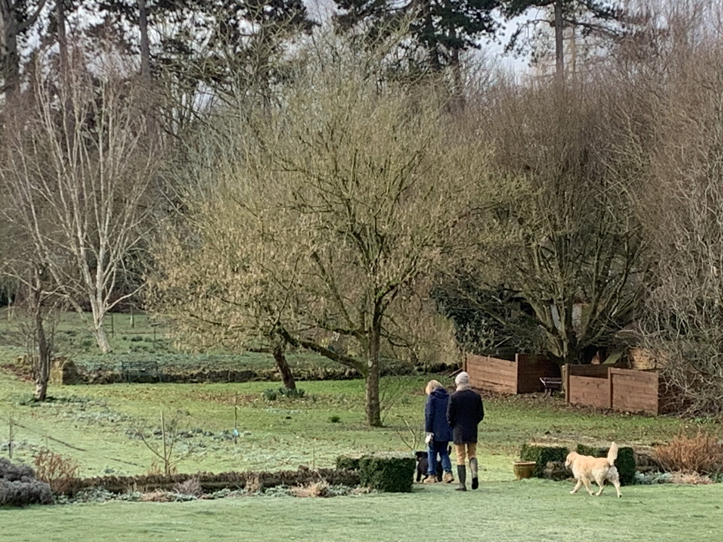 Two figures and a golden dog walking together across a frost-bright winter garden.